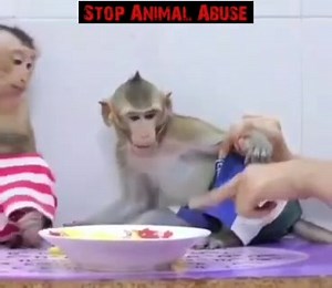 Stop Abuse to Baby Monkeys on Reels