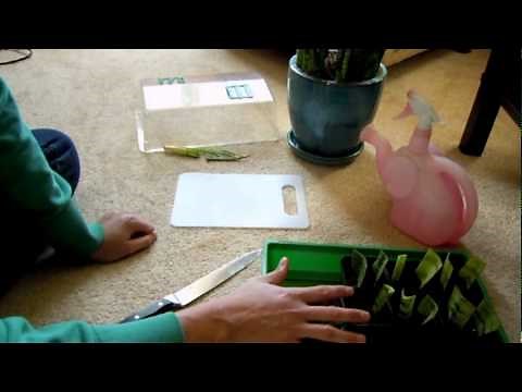 How to Care for a Sansevieria or Snake Plant