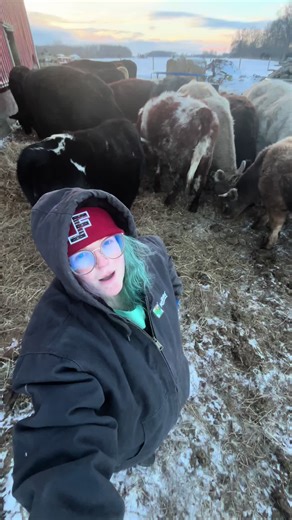 Feeding Grain to Cattle for Winter Nutrition