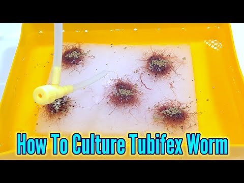 How to culture tubifex worms | Culturing Tubifex At Home