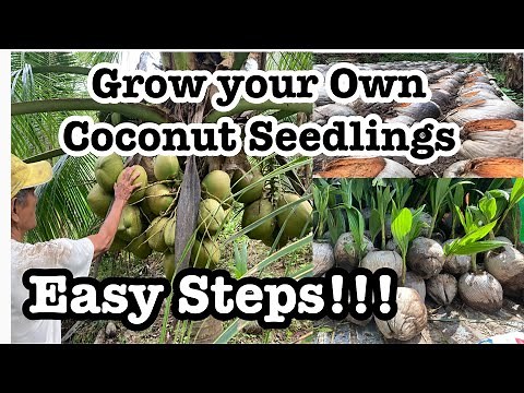 How to Grow your own Coconut Seedlings