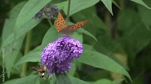 Kaisermantel  (Argynnis paphia) und Hummelschwärmer (Hemaris fuciformis)