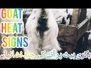 Heat cycle in goats it's signs how to increase conception rate and breeding tips