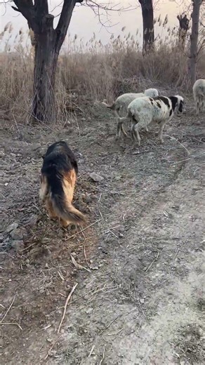 One Dog vs 110 Sheep: Who Wins? 🐑#shorts #sheep #sheepdog #ruralchina #herding #villagelife #china