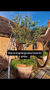 These are the only things i've wrapped for Christmas so far. It's not such much about the freezing temps as it is the freezing winds. Do share, or follow, for other,not so obvious, garden tips! 😁 Janet x 🥰 #femalegardeners #olivetree #womengardeners #weweed #olivetreetips | WeWeed