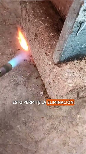 PEN DISINFECTION with FIRE! 💥🐂🛡️