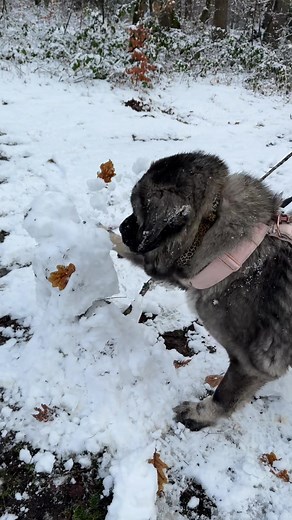 Caucasian Ovcharka: An In-Depth Breed Guide