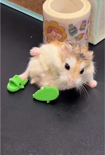 Funny Hamster Videos That Will Make You Smile