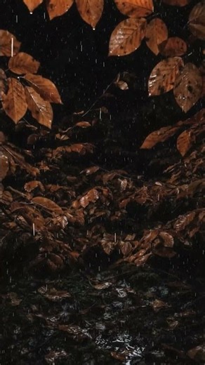Autumn Rainfall 🍂🌧️ Soft Rain on Rust Colored Leaves & Gentle Thunder #Rain #Autumn #RelaxingRain