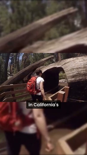 Step into the land of giants — Giant Sequoia National Monument,...