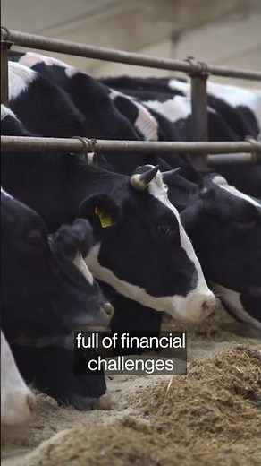 Farmers Are Breeding Hybrid Dairy Cattle to Sell for Meat