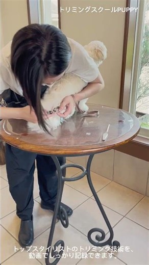 技術だけでなく、“わんちゃんへの想い”も一緒に育てていきます♪ #トリミングスクール#トリマー養成#愛犬トリミング#犬のいる暮らし#トリミング実習