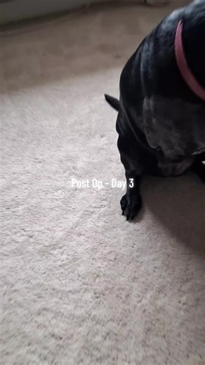 Dog Recovery After Leg Amputation on Day 3