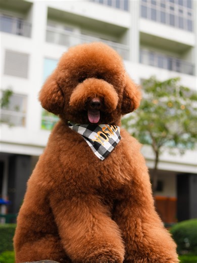 Meet Yoshi the Friendly Fluff: A Playful Giant Poodle