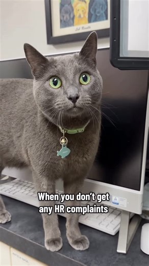 Dr. George | CFO (Chief Feline Officer) 🐱 on Instagram: "A cat can dream…. 🐱🐾 #cliniccat #cat #hr #veterinarian #vet #turnthelightsout"