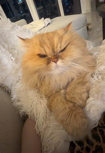 Cuddle Time with Queen Caramel