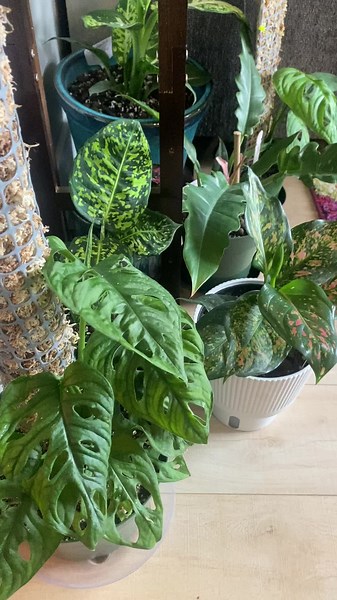 Floating Walnut Shelf for Indoor Jungle Plants