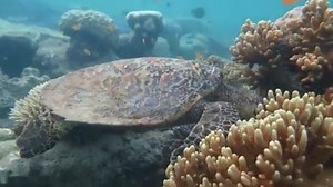 Hamilton Island on Reels