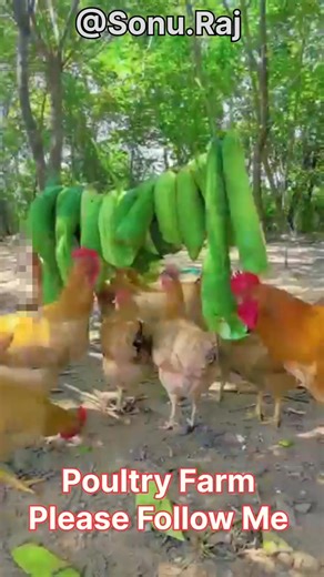 46 reactions | Poultry Farm in China #agriculture #reels #post #photo #facebook #instagram #viral #trending #farming #China | Lodhi Sonu Rajput | Facebook