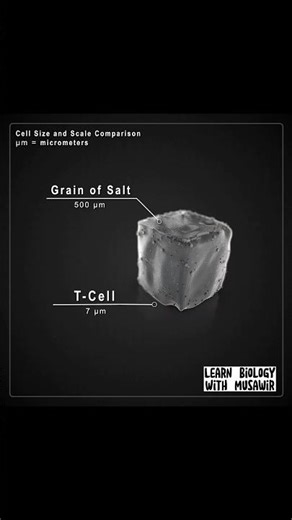 Cell size and scale comparison 🤏! #shorts