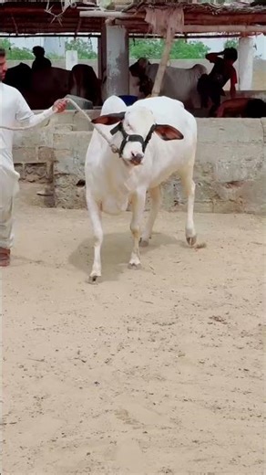 Biggest bull of this year episode 2 . 2026 #bull #cow #cowlover #animals #cattlefarm