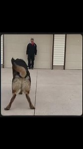 Training Day at CCPD Protection Dogs