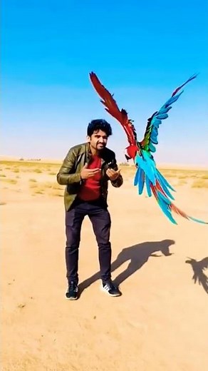 macaw parrot takes flight #macaw #feathering #rstudio