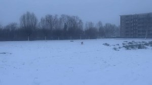 11K views · 226 reactions | Chanel vindt sneeuw heerlijk  | Tamara Tol | Facebook