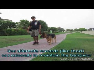 Clicker Dog Training: STOP Leash Pulling!