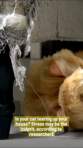 Ways to prevent your cat from destroying the house