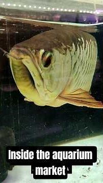 Inside the Aquarium Fish Market 🔥🐠