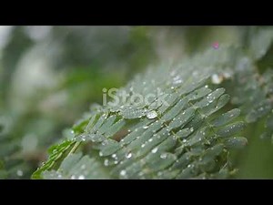 The Journey of Water: Transpiration in Plants