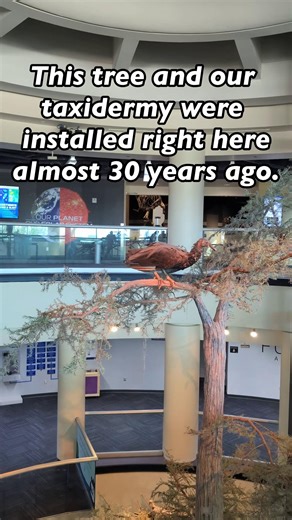 Orlando Science Center opened at this location in 1997 featuring the Tree of Life, stuffed full (pun intended) with taxidermic critters living throughout it’s branches. While we’re closed this Wednesday, the Tree of Life is getting a light refresh, and some of our taxidermy is being cleaned or retired. What is your favorite memory from the last 30 years of our animal and nature-science exhibits? Let us know in the comments below!