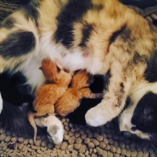 20K views · 1.5K reactions | Miss Mabel is in mama heaven right now, 4 little kittens! | Good Simple Living | Facebook