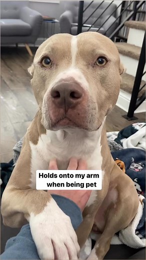 Do these things make you smile too.IB .#pitbull #pibble #pittienation #dogsofinstagram #adoptdontshop #dogsofinsta #pitbullsofinstagram #rescueismy#742 #pitbullofficial | The Pit bull