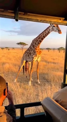 PetZum on Instagram: "🦒 Witnessing a Miracle: Giraffe Birth in the Wild! 🌍 This incredible moment captured during an African safari shows a giraffe giving birth! 🥺 Watch as the baby giraffe takes its first wobbly steps in the golden savanna. Nature is truly amazing! ❤️ Double-tap if you're as mesmerized as we are! Let us know what you think in the comments! 👇 Save this post for inspiration! 💾 #GiraffeBirth #WildlifeSafari #AfricanWildlife #NatureIsAmazing #BabyGiraffe #AnimalKingdom #Safari