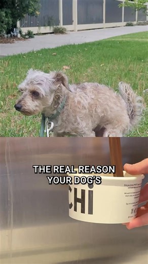 36K views · 112 reactions | Tried sprays, creams, even special food... but your dog’s still licking their paws? That’s because the real problem starts in the gut. Our Probiotic Meal Topper fixes it from the inside out. ✅ Over 200,000 dogs helped ✅ Free shipping ✅ 90-day Money-Back Guarantee Try it today and see the difference. | Mighty Munch | Facebook