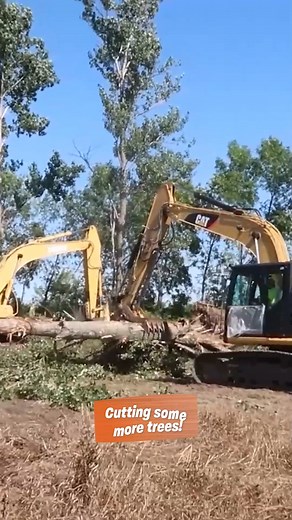 Cutting the trees 🌳 #reels #trees #farm #farming #farmmachinery #working | Millennial Farmer