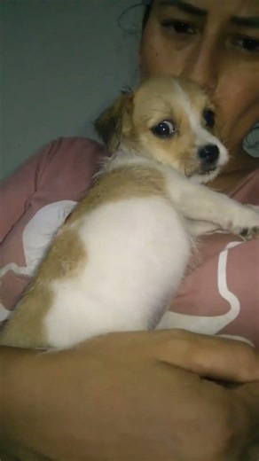 cachorro hembra en adopción responsable tiene un mes de edad estimado.