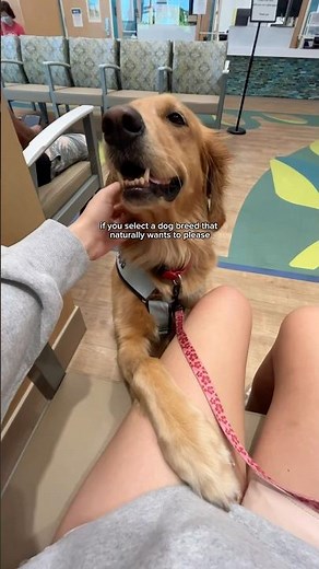 Why Golden Retrievers Make Good Service Dogs #servicedogs #goldenretriever #dogtraining