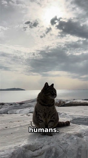 The Mysterious Cat Island of Tashirojima in Japan