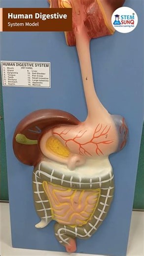 Human Digestive System Model - Science (Biology) Lab Material