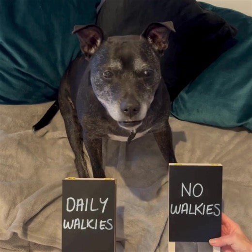 Take part in the 99k for Canines challenge with Dogs Trust this February! Walk 99k throughout February and get sponsored to raise vital funds for our four-legged friends. 🐶💛 Sign up today and receive your free Dogs Trust doggy bandana! 👉 https://events.dogstrust.org.uk/99kforcanines | Dogs Trust