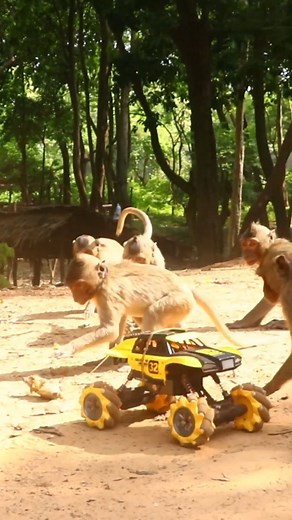 funny monkey pranks video | Funnymonkey9653