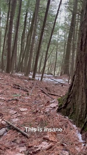 Mysterious Sounds in the Woods | Strange Encounters Revealed!