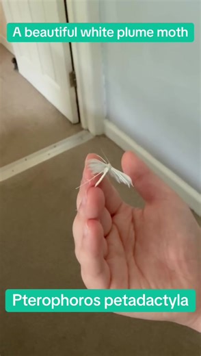 Exploring the Beauty of Pterophoros Petadactyla