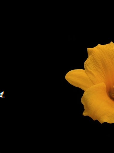 -এখন আমায় স্বপ্ন দেখাই মিথ্যা প্রতিদিন......!! #বাংলা_স্ট্যাটাস #bangla_song #bd_status_lover_007 #foryou @TikTok