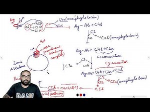Complement protein- classical pathway