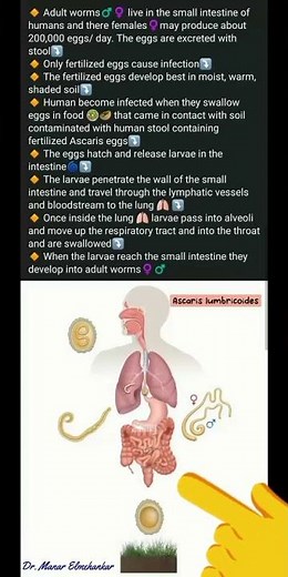 Ascaris lumbricoides| Life cycle