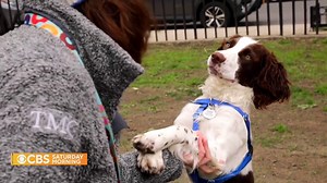 9.4K views · 165 reactions | There’s long been widespread assumptions behind dog breeds and their attitudes, but one study shows those stereotypes may not be entirely true. Dana Jacobson takes a closer look at the relationship between dog breeds and behavior. #CBSSaturdayMorning | CBS Mornings | Facebook